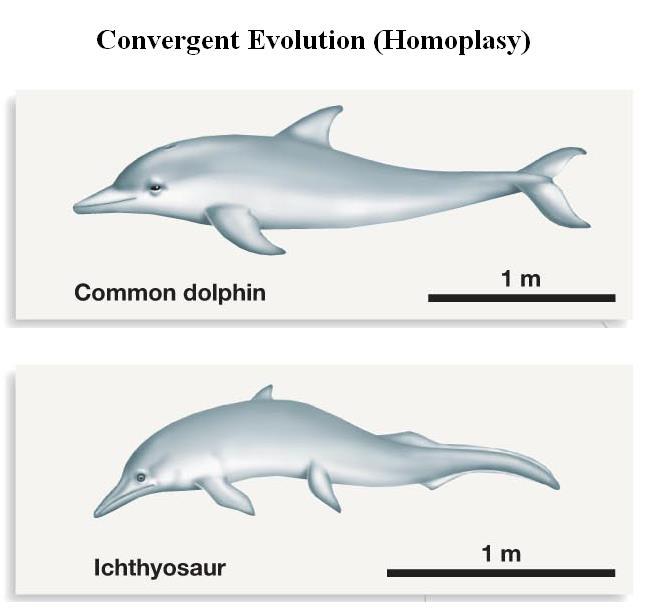 Homoplasy Similarity by independent acquisition. 1. Convergent evolution: acquisition of similar traits by distant lineages. 2.