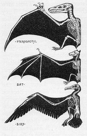 5. Homologous or homoplastic? Depends on one s point of view. Pterodactyl, bat, bird wings are a. Homologous viewed as forelimbs the usual view; b.