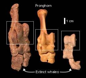 So which is it? 1. Fossil evidence: primitive whales had a double pulley astragalus. 2. In this case, paleontology confirms molecular biology; in other cases, e.g., putative derivation of amphibians from lungfish, not.