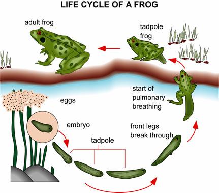 The lifecycle of most amphibians mirrors the