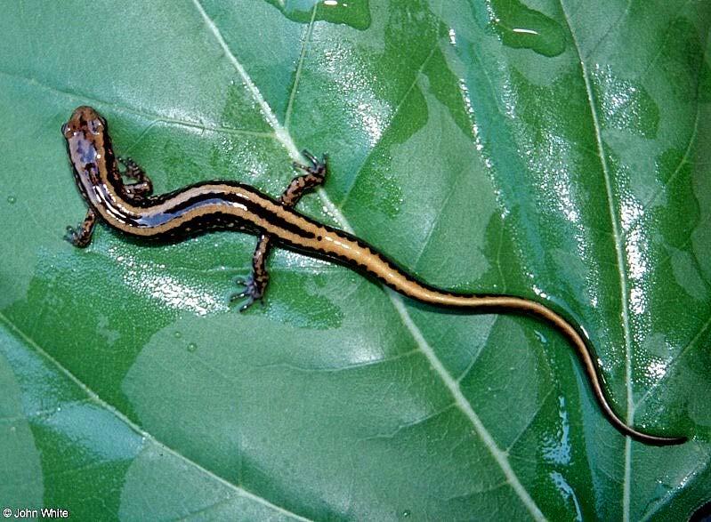 Salamanders: 360 species Tailed