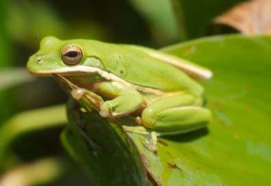 Anurans (frogs and toads): 3500 species Head