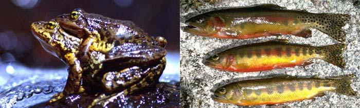 Possible causes of the amphibian decline: Introduced species Rana mucosa Once the most common vertebrate in lakes in the Sierra Nevada Until the mid 1800 s, 99 % of lakes