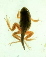 Possible causes of the amphibian decline: Parasites and diseases Limb deformities in amphibians have been recorded since