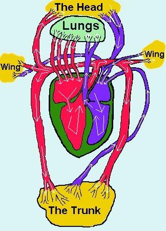 Adaptations for flight: 5. Efficient circulatory and respiratory systems.