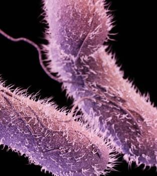 Salmonella Typhi Typhoid fever