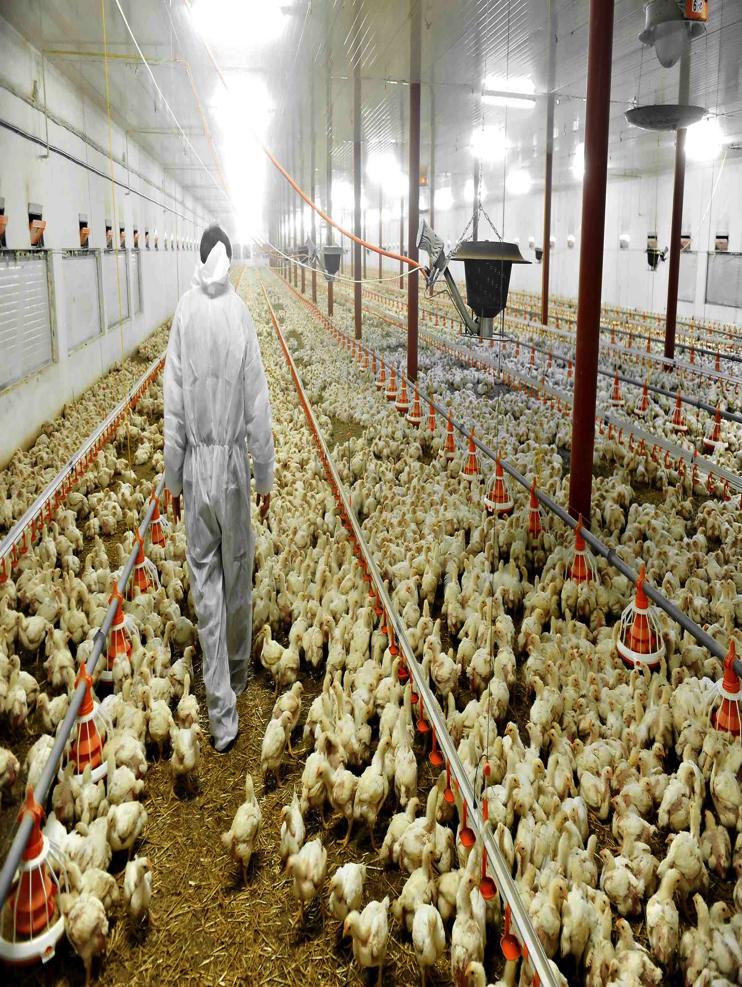 Current Poultry Farm Farm