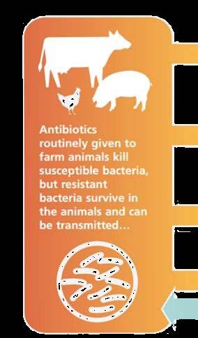 How Resistant Bacteria Develop &