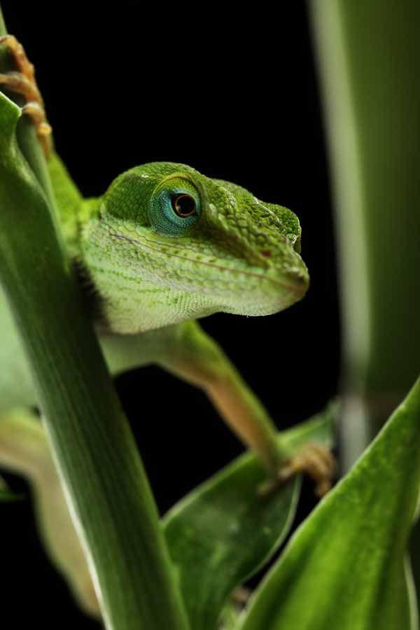 Background Information Throughout the Caribbean Islands there is a species of anole lizards that throughout time have evolved into different sub species.