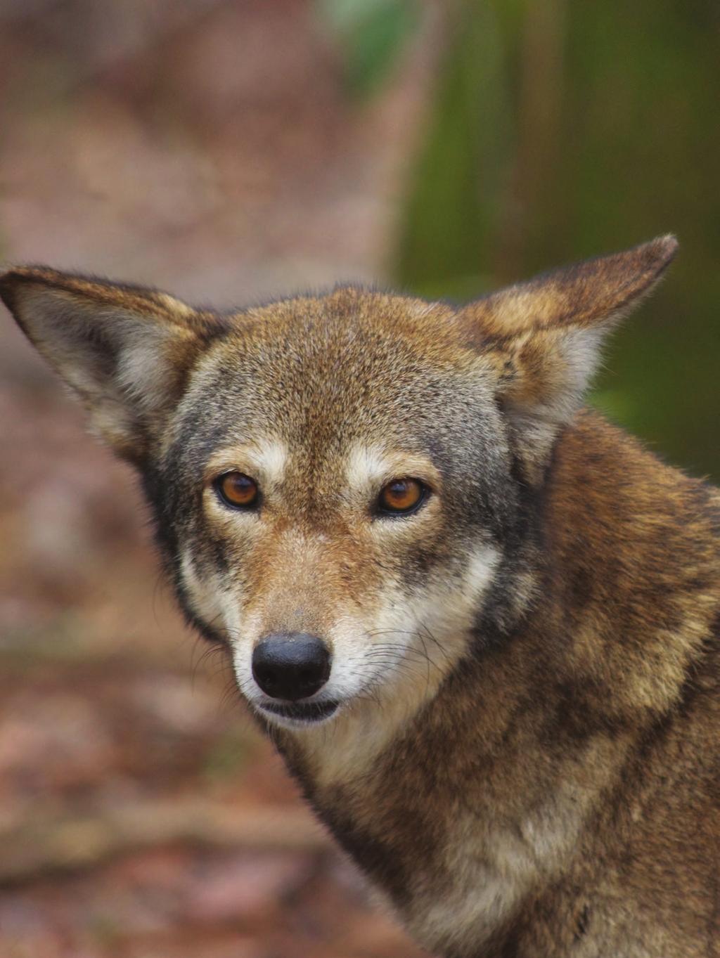 A Closer Look at Red Wolf Recovery A Conversation with Dr.