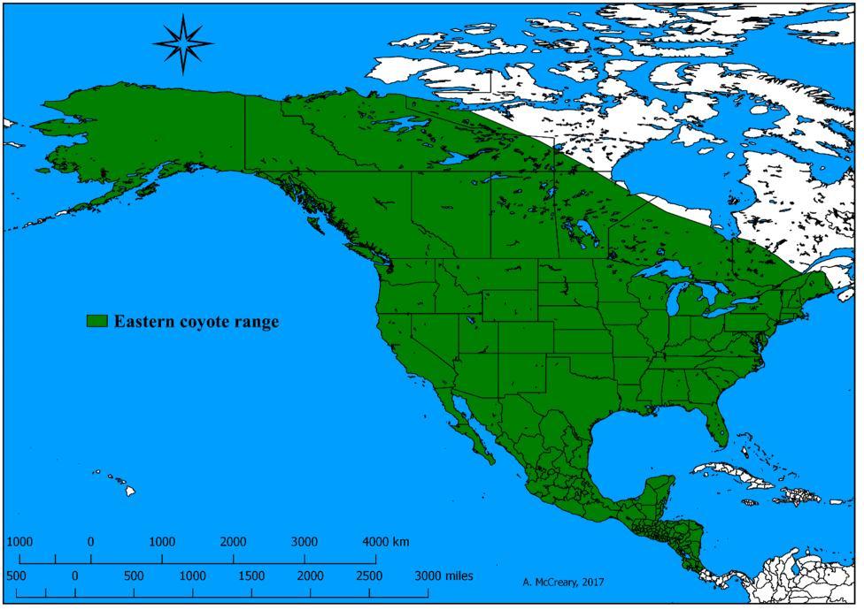 Range and Status Coyotes have spread across most of North America, from northern Alaska to Costa Rica. They originated in the Great Plains and southwestern United States.