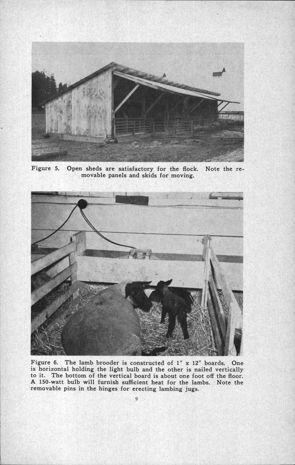 Figure 5. Open sheds are satisfactory for the flock. Note the removable panels and skids for moving. Figure 6. The lamb brooder is constructed of 1" x 12" boards.