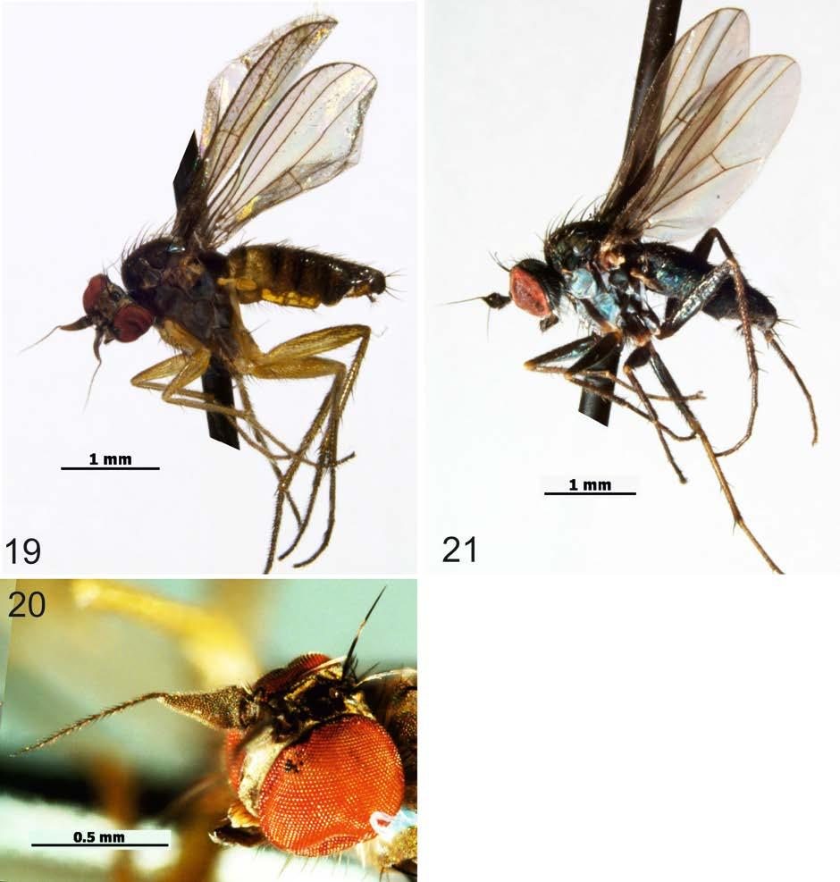 Journal of Insect Biodiversity 1(6): 1-14, 2013 http://www.insectbiodiversity.org Kriedowkrans, 32 22'S, 18 59'E, 350 m, 6.X.1994, Loc. 10, leg. R.