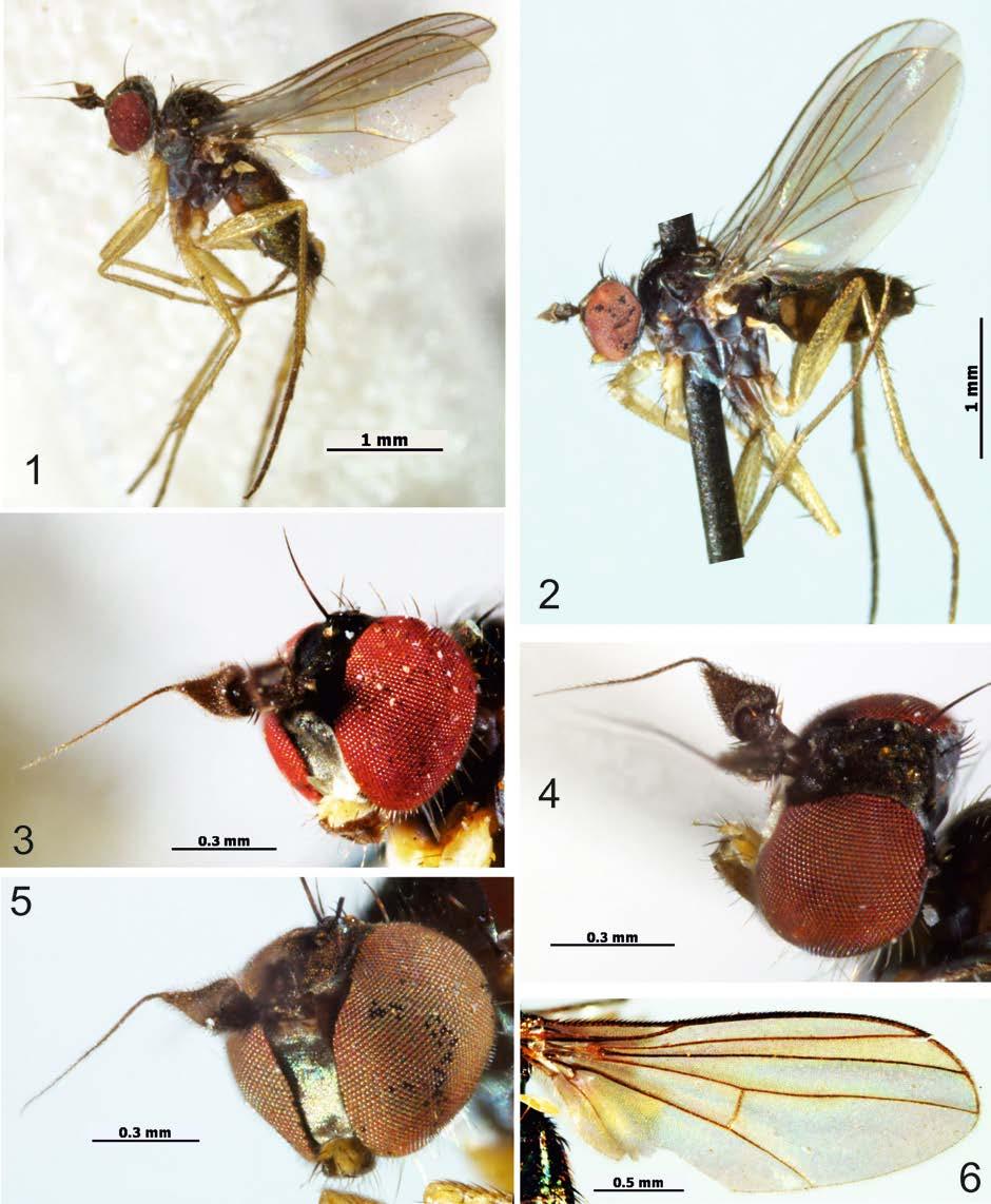 Journal of Insect Biodiversity 1(6): 1-14, 2013 http://www.insectbiodiversity.