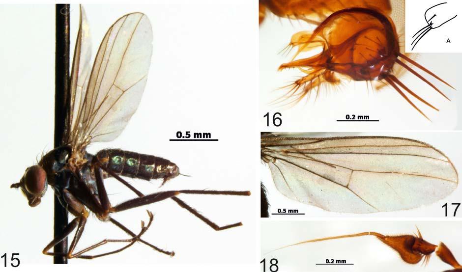 Journal of Insect Biodiversity 1(6): 1-14, 2013 http://www.insectbiodiversity.org Ethiopia: Oromia reg., Shewa prov., Ambo PPRC, 8.057 S, 38.007 E, savanna, 16.X- 16.XI.2009, L.