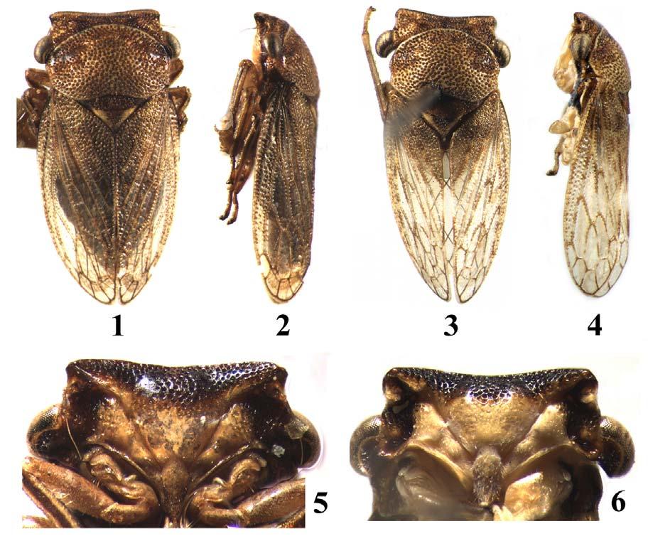 Figures 1-6. Ulopsina species. (1, 2, 5) Ulopsina sinica sp. nov.; (3, 4, 6) Ulopsina szwedoi sp. nov. (1,3) Habitus, dorsal view; (2,4) Habitus, lateral view; (5,6) Face.