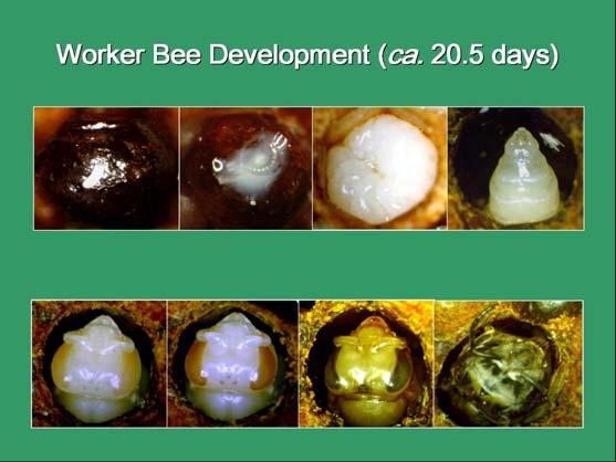 The life cycle of the honey bee worker begins when the queen lays an egg into a worker cell.