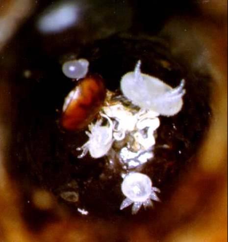 The foundress mite is reproductive if she produces 1 adult daughter and 1 adult son before the bee emerges. A mite is infertile if she produces no offspring.