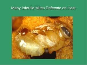 Many infertile mites are unmated (no stored sperm).