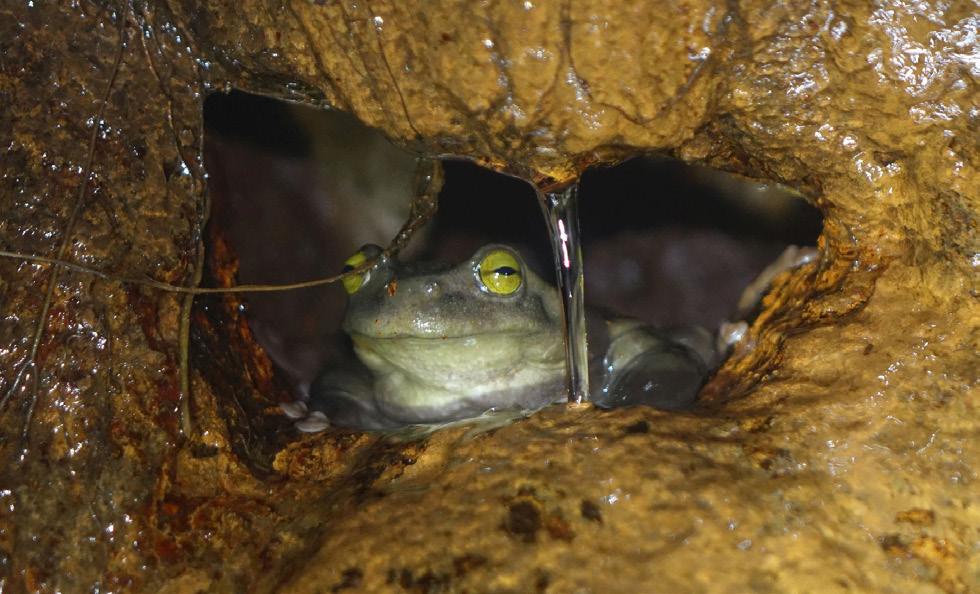 Reproductive male of Plectrohyla avia inside a hole on the waterfall side, from where it calls. (Bottom right). Photo by César L. Barrio-Amorós.
