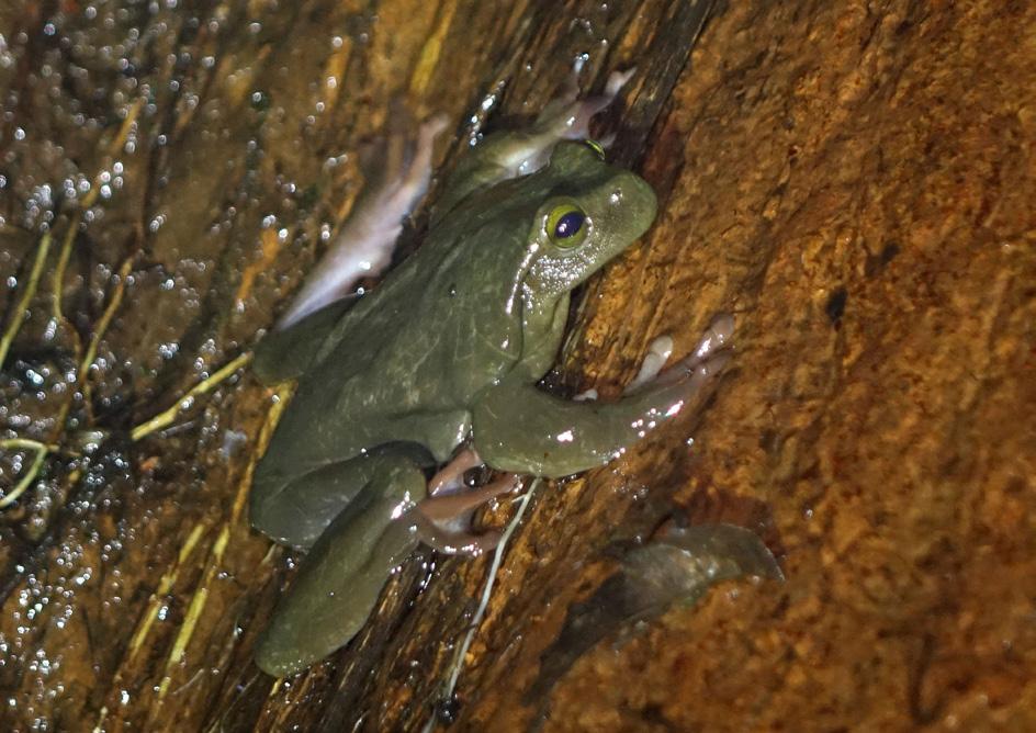 Natural history and call description of Plectrohyla avia Fig. 5. Active male of Plectrohyla avia on a waterfall wall, the only male we saw outside the water or holes. Photo by César L. Barrio-Amorós.