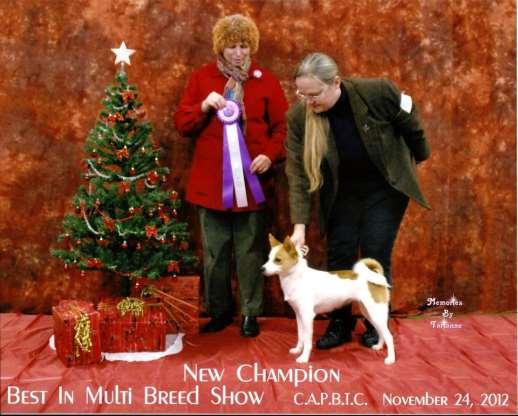 We enter the Miscellaneous classes of our journey at AKC in January. Our eternal gratitude goes to Tomme Trikosko, Sue and Jacque Vareberg for all their hard work in getting us there.