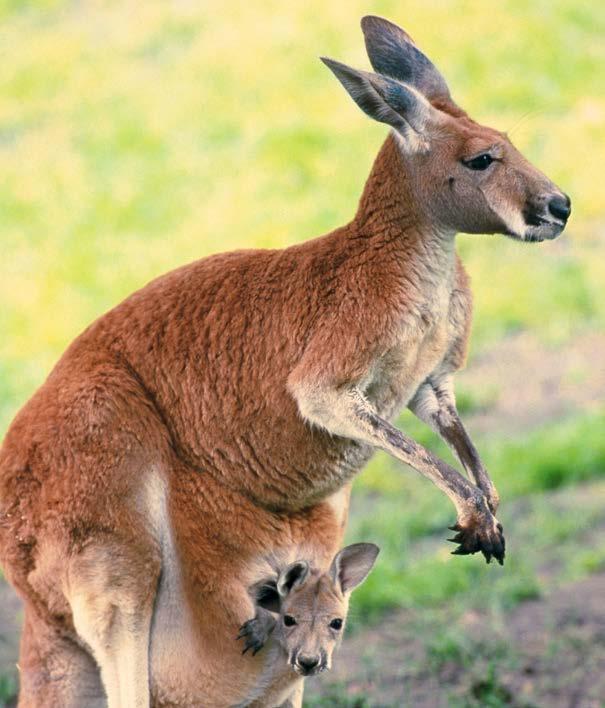 A Jumping Joey This joey stays in its mother s pouch for eight months while it grows very tall.
