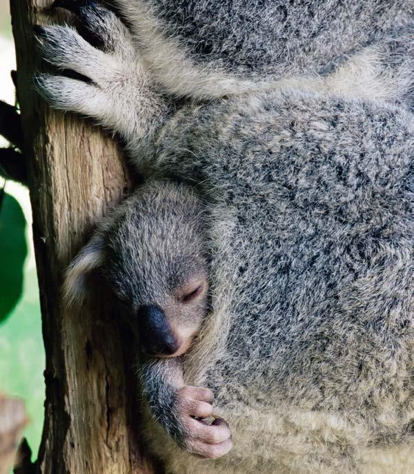 Australia Where koalas live Koalas do not make ground nests or burrows.