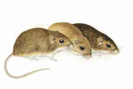 Plains Pocket Mouse (Perognathus flavescens) The color of the Plains Pocket Mouse varies with soil color.
