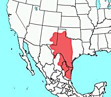 Merriam's Pocket Mouse (Perognathus merriami) Merriam's Pocket Mice are found in short grass prairie, desert scrub, and open, arid brushland.