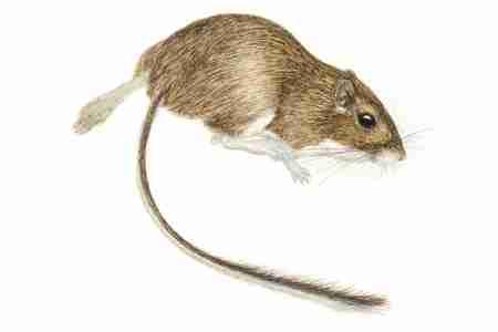 Chihuahuan Pocket Mouse (Chaetodipus eremicus) The Chihuahuan Pocket Mouse differs only slightly in appearance from the Desert Pocket Mouse (Chaetodipus penicillatus) but there is
