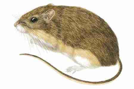 Hispid Pocket Mouse (Chaetodipus hispidus) "Hispid" refers to the coarseness of this pocket mouse's fur.