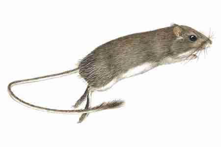 Nelson's Pocket Mouse (Chaetodipus nelsoni) Nelson's Pocket Mice live in the Chihuahuan Desert of north central Mexico and adjacent parts of western