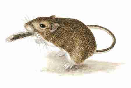 Desert Pocket Mouse (Chaetodipus penicillatus) The Desert Pocket Mouse is a common inhabitant of warm deserts throughout the United States and Mexico.