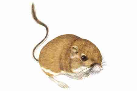 Merriam's Kangaroo Rat (Dipodomys merriami) Like all members of the family Heteromyidae, Merriam's Kangaroo Rat is found only in the New World.