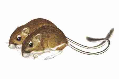 Ord's Kangaroo Rat (Dipodomys ordii) By occupying the short grass prairie of the Great Plains, and a variety of habitats where there are fine textured, sandy soils, Ord's Kangaroo Rat has managed a