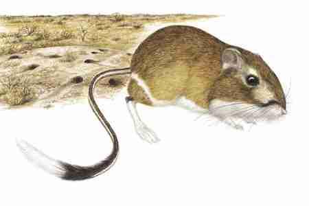 Banner tailed Kangaroo Rat (Dipodomys spectabilis) The Banner tailed Kangaroo Rat confines its activities to small areas near the large earthen mounds that contain its complex burrow systems.