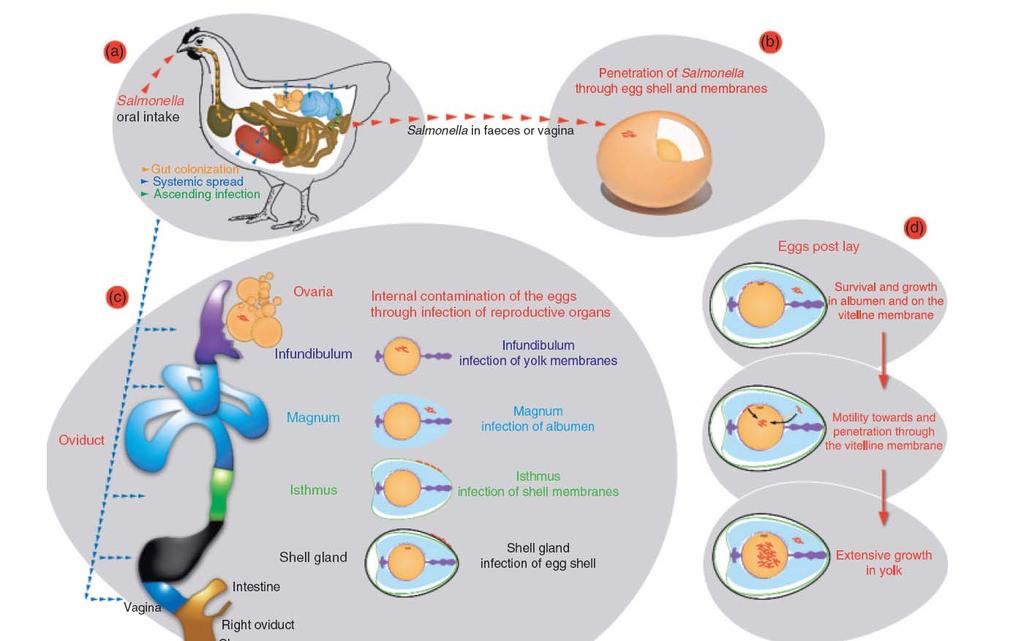 Pathogenesis of Egg