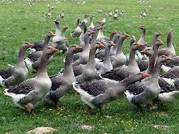 ducks, geese French Regulations European and