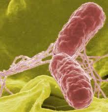 Prevention and control strategies Salmonella serotypes and prevalence may vary considerable between regions and countries and therefore, surveillance and identification of the most prevalent