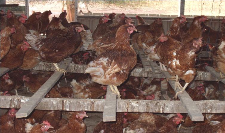 LAYING HENS FARMS Risk factors: