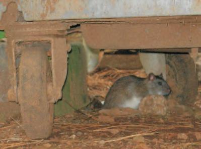 Vectors & Pests (rodents control)