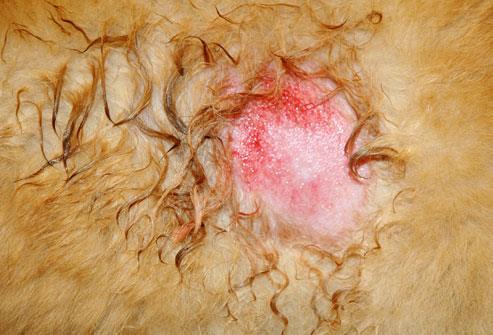 meds open wounds ear infections acute moist dermatitis ( hot spots ) estrus Healthcare facilities
