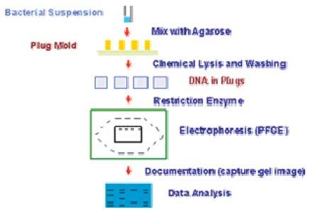 Below are the schematic diagrams of the various apparatuses: pulsed field gel systems as follows; PFGE-pulsed field gradient gel electrophoresis, OFAGE-orthogonal field alternation gel