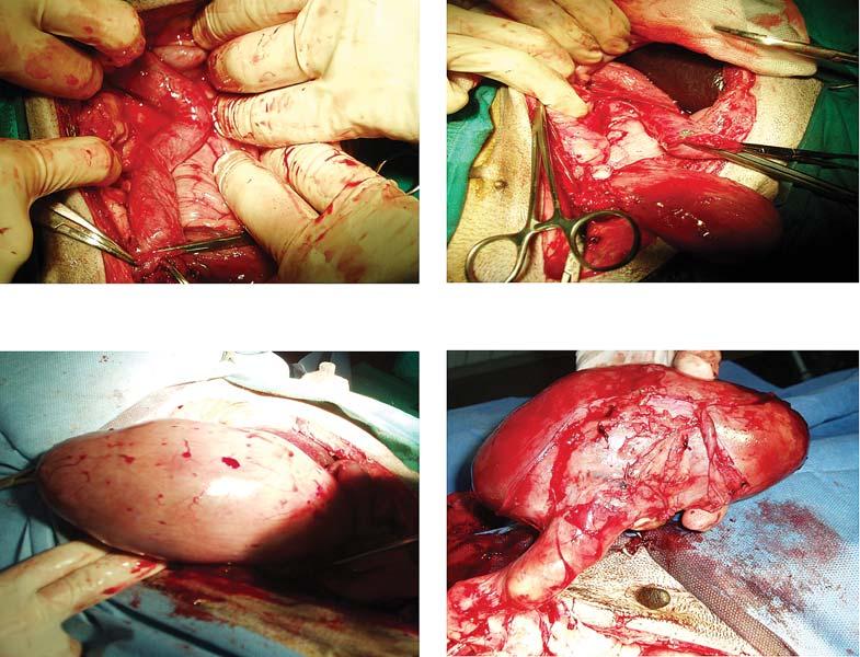 Original Article lowed by endotracheal intubation. The surgical plain of anesthesia was maintained with 2-2.5 MAC Isofluran (isofluran CP, CP-Pharma).