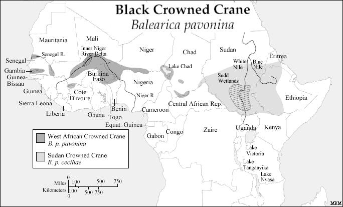HISTORIC AND PRESENT DISTRIBUTION The Black [African] Crowned Crane is found in the Sahel and Sudan Savanna region of Africa from Senegal and Gambia on the Atlantic coast east to the upper Nile River