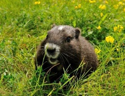 VANCOUVER ISLAND MARMOT STATUS: CRITICALLY ENDANGERED The Vancouver Island marmot is one of the rarest mammals in the world and can be found only in the alpine meadows on Vancouver Island.