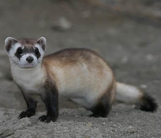 BLACK-FOOTED FERRET STATUS: ENDANGERED The black-footed ferret was once found throughout the prairies, extending from Canada to Mexico. Now, it is one of North America s most endangered mammals.