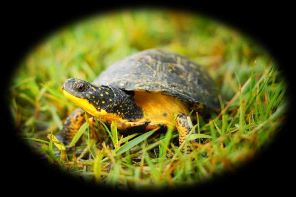 BLANDING S TURTLE STATUS: ENDANGERED The Blanding s turtle makes its home in wetland areas, including the southern Rouge Great Valley, Lakes which is region, the ecosystem including the Toronto the