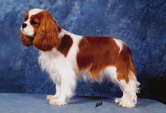 Since the Spaniel, as its name implies, has its origins in Spain, it only seemed fair to use Spanish as the language of choice.